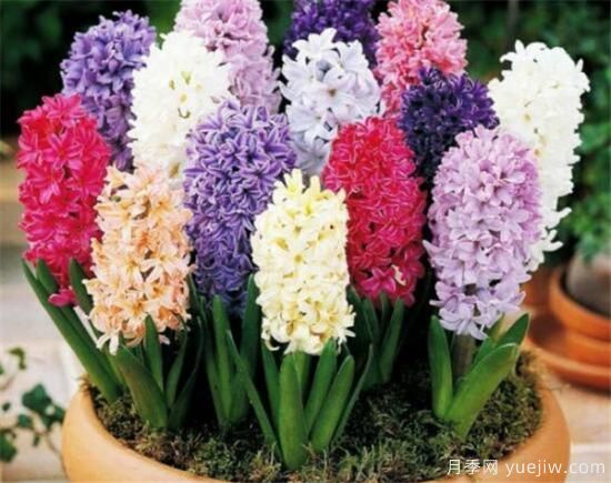 風信子花期是幾月份 風信子的花語和寓意和傳說是什么(圖2)