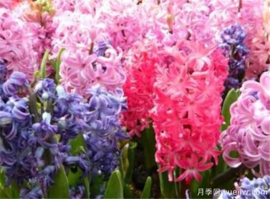 風(fēng)信子種球什么時候種 風(fēng)信子如何傳播種子(圖2)