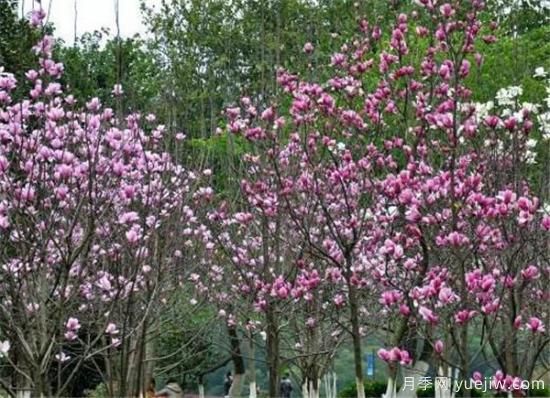 紫玉蘭繁殖方法，紫玉蘭的種植和管理技術(shù)(圖1)