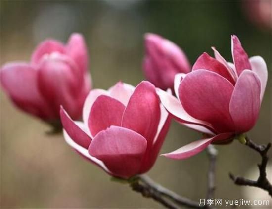 紫玉蘭幾月份開花？南陽紫玉蘭的花語和寓意(圖1)