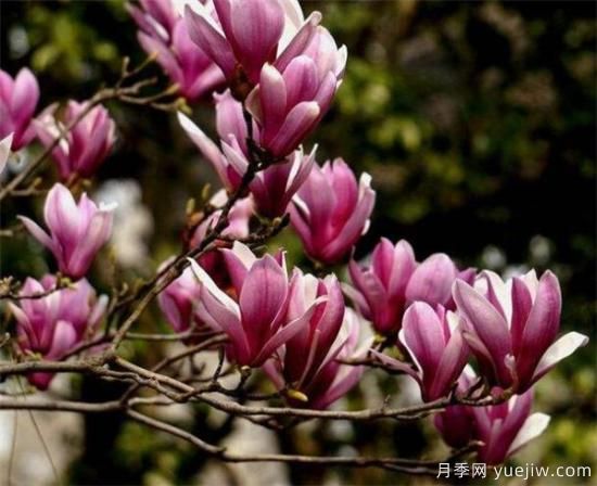 紫玉蘭小苗多少錢一棵？南陽(yáng)2、3、4公分紫玉蘭價(jià)格表(圖1)