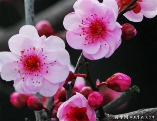 美人梅幾月份開花 美人梅的花語(yǔ)寓意是什么(圖1)
