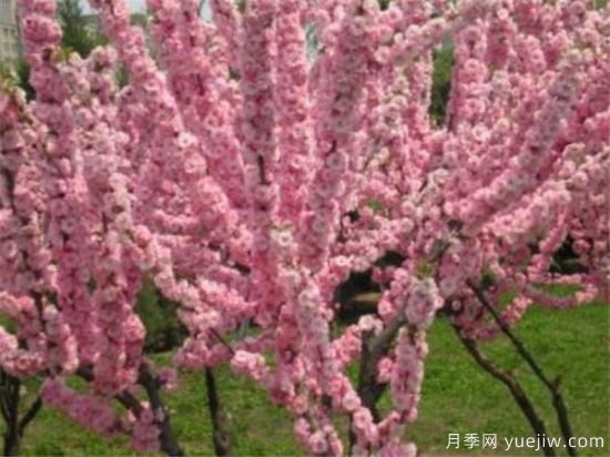 美人梅幾月份開花 美人梅的花語(yǔ)寓意是什么(圖3)