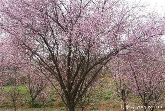 美人梅幾月份開花 美人梅的花語(yǔ)寓意是什么(圖2)