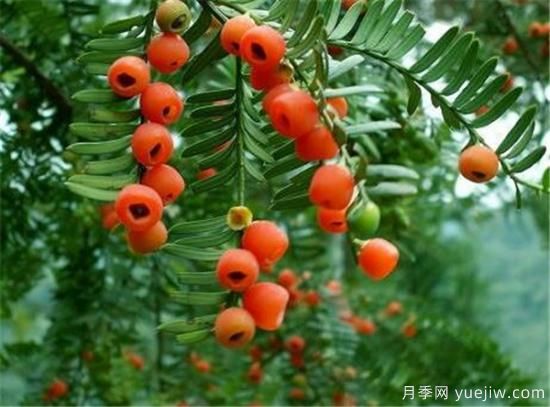 紅豆杉花期花語寓意 紅豆杉的功效價(jià)值有哪些(圖1)