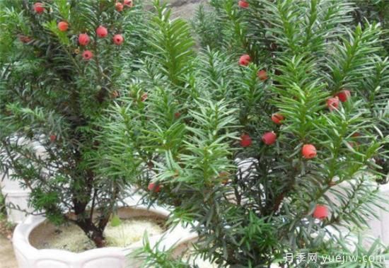 紅豆杉花期花語寓意 紅豆杉的功效價(jià)值有哪些(圖2)