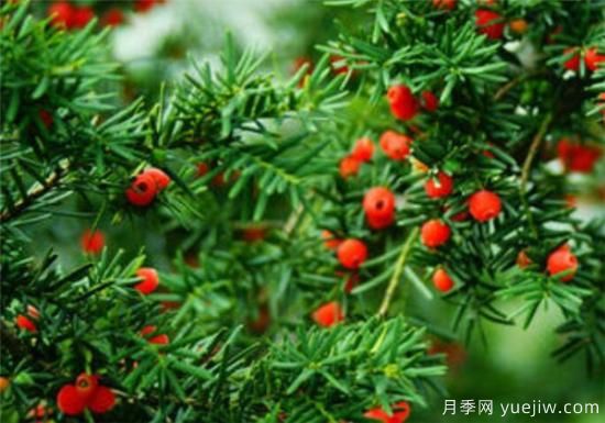 紅豆杉花期花語寓意 紅豆杉的功效價(jià)值有哪些(圖3)