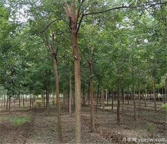 國(guó)槐是冬季修剪還是春季修剪好 國(guó)槐什么時(shí)間修剪好(圖3)