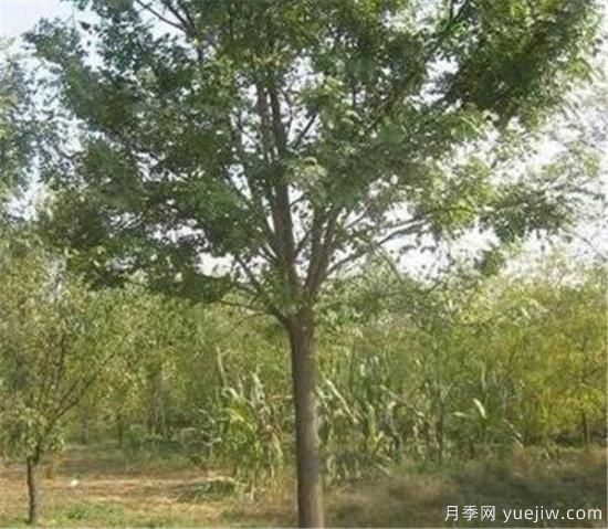 國(guó)槐是冬季修剪還是春季修剪好 國(guó)槐什么時(shí)間修剪好(圖1)