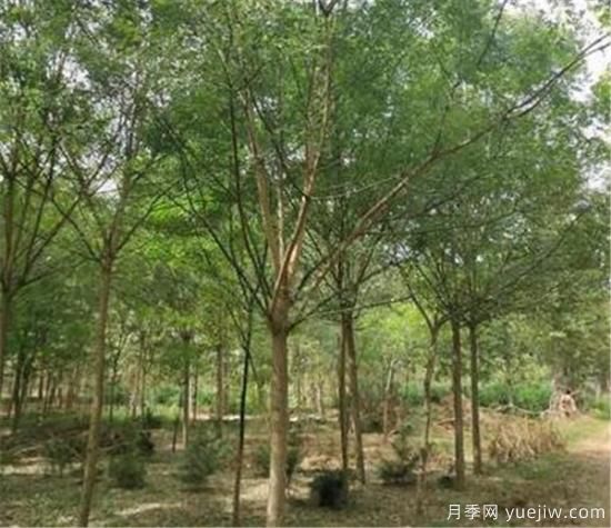 國(guó)槐是冬季修剪還是春季修剪好 國(guó)槐什么時(shí)間修剪好(圖2)