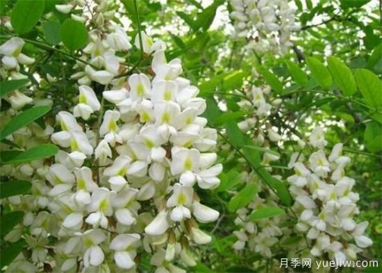 槐花是國槐開的花嗎？能不能吃？(圖1)
