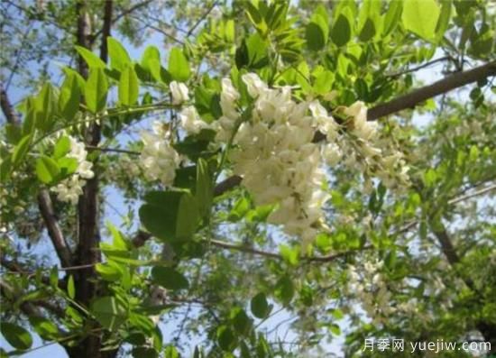 國槐、刺槐、洋槐，這三個的區(qū)別辦法是什么？(圖2)