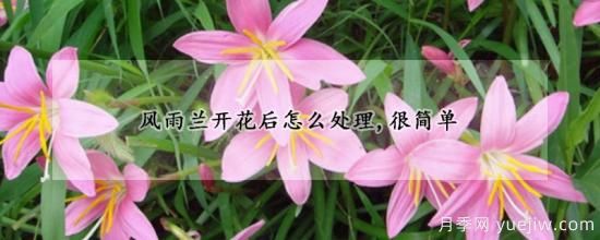 風(fēng)雨蘭開花后怎么處理，很簡(jiǎn)單(圖1)