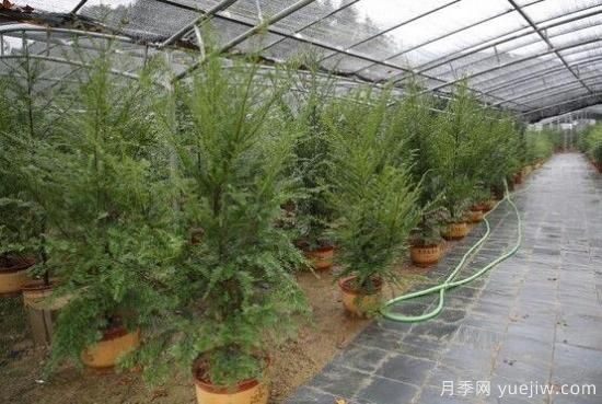 紅豆杉盆景怎么修剪，遵循兩點原則掌握六點方法(圖6)