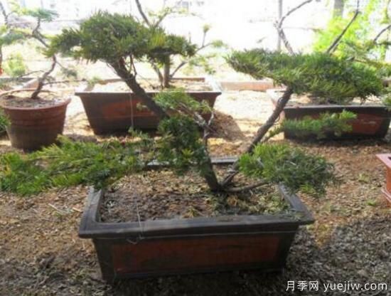 紅豆杉盆景怎么修剪，遵循兩點原則掌握六點方法(圖8)