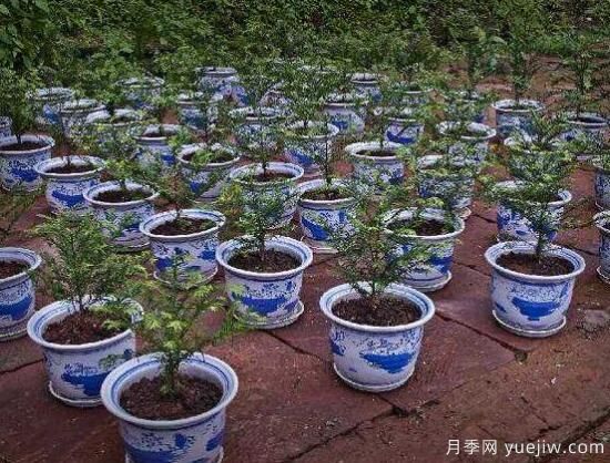 紅豆杉盆景怎么修剪，遵循兩點原則掌握六點方法(圖3)