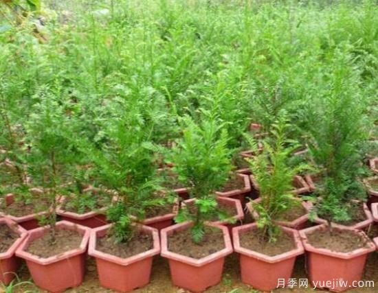 紅豆杉施什么肥好，紅豆杉施氮、磷、鉀肥***好(圖1)