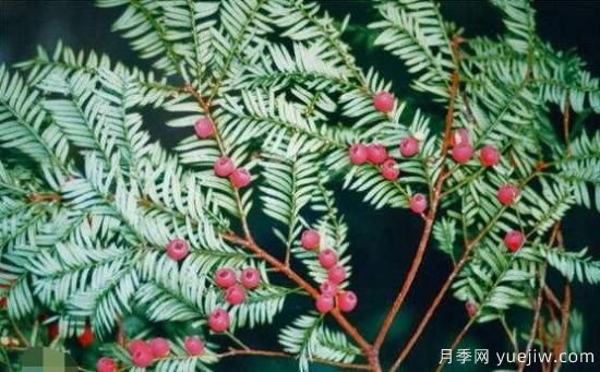 紅豆杉的花語是什么，紅豆杉代表著高雅、思念之情(圖5)