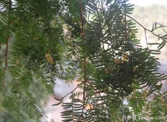 紅豆杉的花語是什么，紅豆杉代表著高雅、思念之情(圖2)