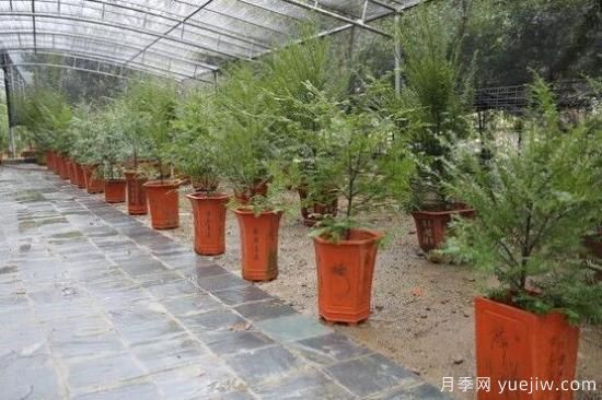 紅豆杉施什么肥好，紅豆杉施氮、磷、鉀肥***好(圖7)