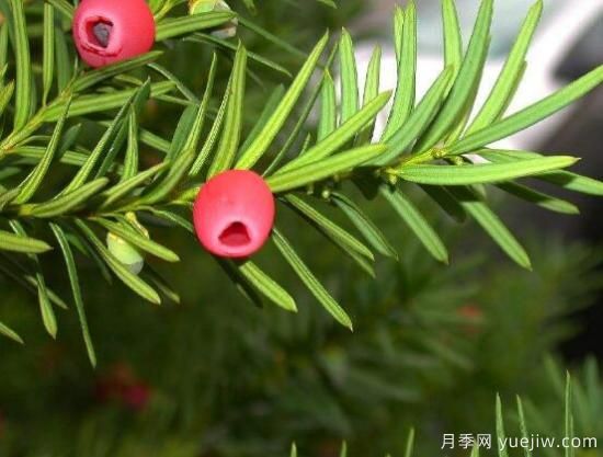 紅豆杉施什么肥好，紅豆杉施氮、磷、鉀肥***好(圖6)
