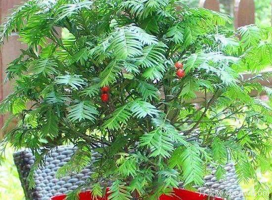 紅豆杉施什么肥好，紅豆杉施氮、磷、鉀肥***好(圖5)