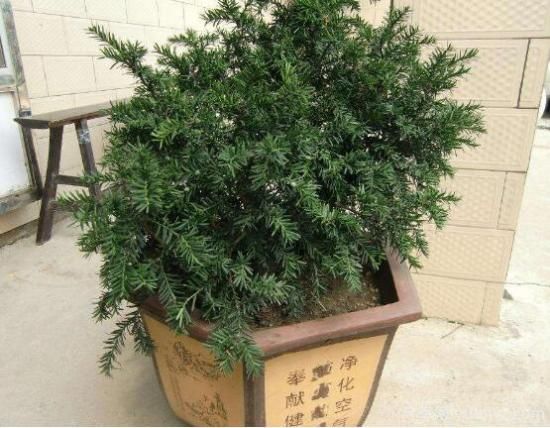 紅豆杉施什么肥好，紅豆杉施氮、磷、鉀肥***好(圖3)