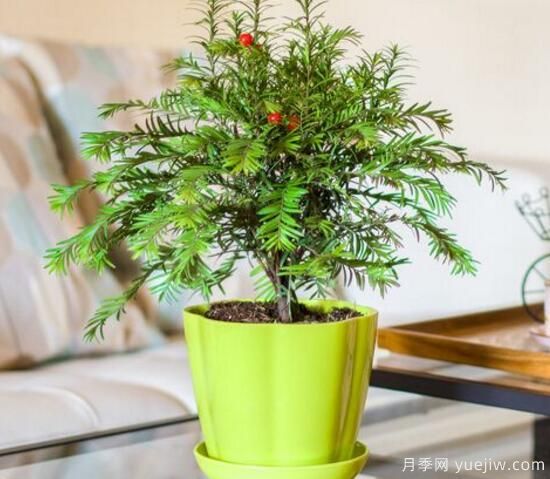 紅豆杉施什么肥好，紅豆杉施氮、磷、鉀肥***好(圖2)