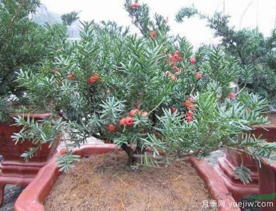 紅豆杉施什么肥好，紅豆杉施氮、磷、鉀肥***好(圖4)