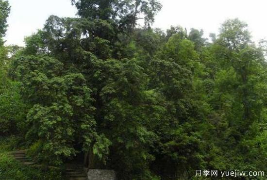 紅豆杉的花語是什么，紅豆杉代表著高雅、思念之情(圖1)