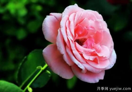 月季適合送給什么人，盤點送五個***適宜人(圖2)
