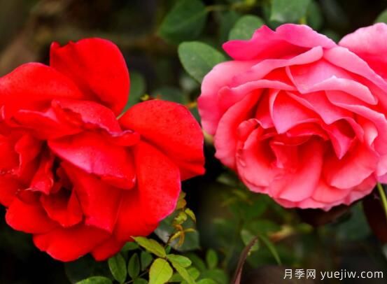 月季適合送給什么人，盤點送五個***適宜人(圖1)