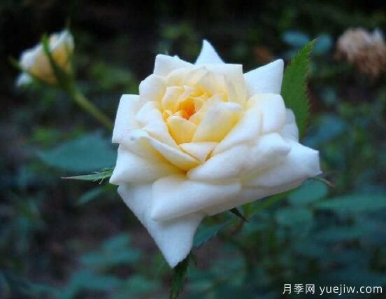 月季適合送給什么人，盤點送五個***適宜人(圖3)
