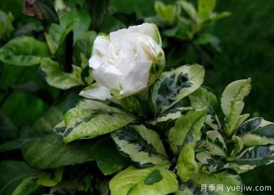 梔子花有哪些品種，梔子花品種圖片大全(圖5)
