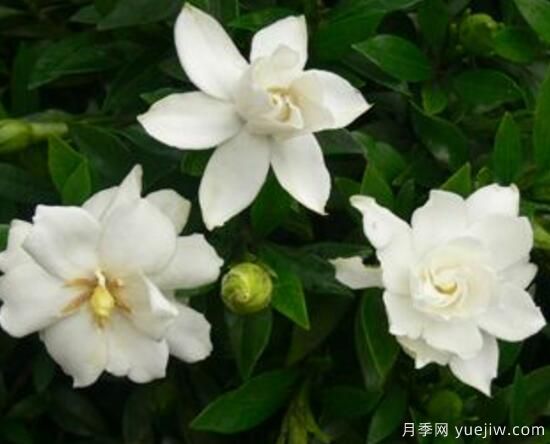梔子花有哪些品種，梔子花品種圖片大全(圖8)