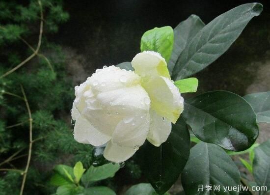 梔子花有哪些品種，梔子花品種圖片大全(圖4)