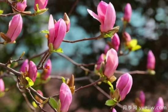 玉蘭花是什么季節(jié)開(kāi)的(圖3)
