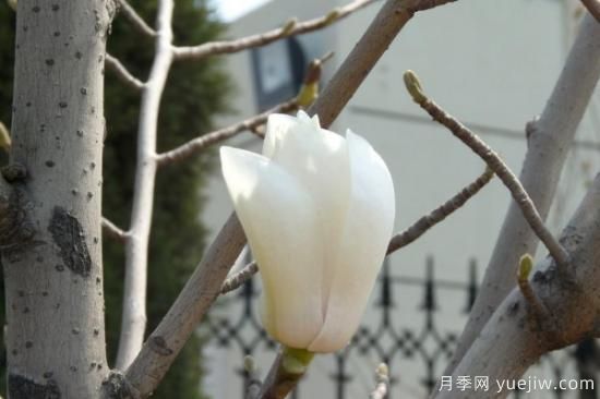 玉蘭花是什么季節(jié)開(kāi)的(圖2)