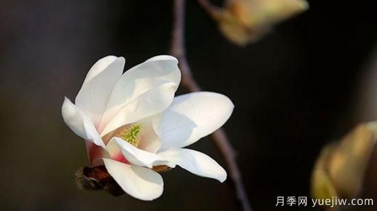 玉蘭花是什么季節(jié)開(kāi)的(圖1)