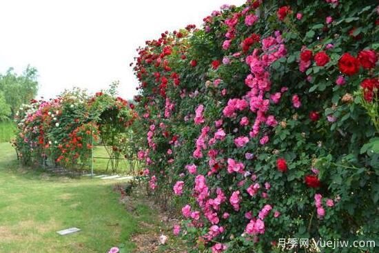 月季花有幾種顏色，月季花品種圖片大全(圖5)