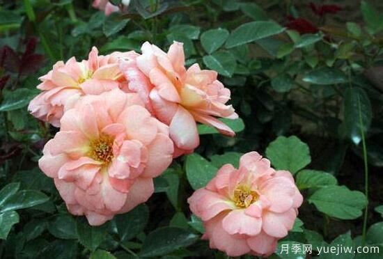 月季花有幾種顏色，月季花品種圖片大全(圖6)