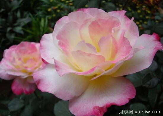 月季花有幾種顏色，月季花品種圖片大全(圖3)