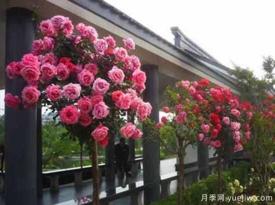 月季花有幾種顏色，月季花品種圖片大全(圖8)