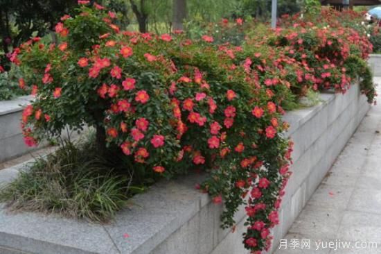 月季花品類大全，月季花的5大品種(圖3)
