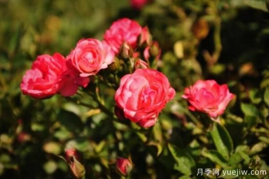 月季花品類大全，月季花的5大品種(圖4)