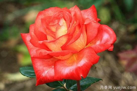 月季花品類大全，月季花的5大品種(圖5)