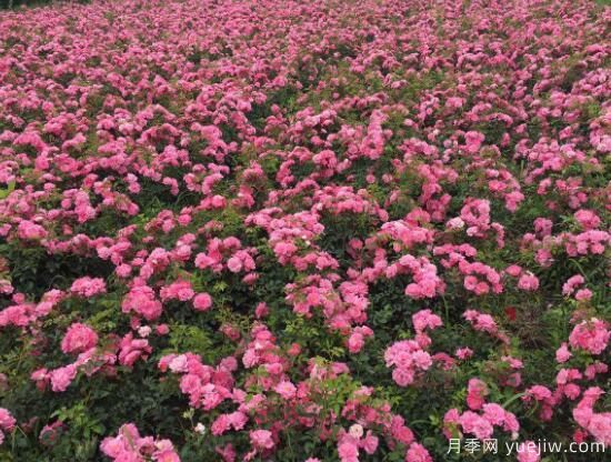 月季花有幾種顏色，月季花品種圖片大全(圖7)