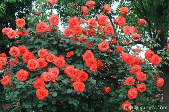 月季花品類大全，月季花的5大品種(圖1)