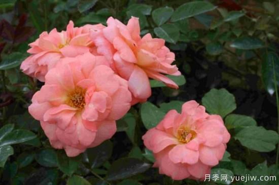 月季花品類大全，月季花的5大品種(圖2)