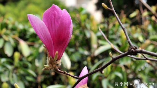 紫玉蘭長(zhǎng)什么樣子(圖1)